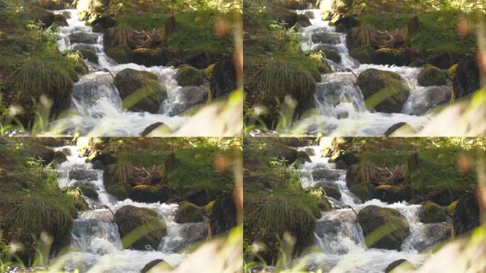 森林河实时4k画面，固定摄像机。