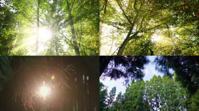 阳光丁达尔光阳光穿过树枝自然森林