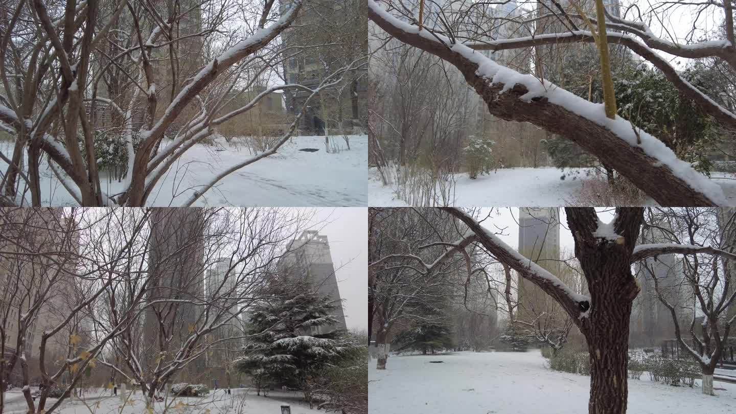 青松白雪雪花纷飞冬天下雪雪中松树寒冷凄凉