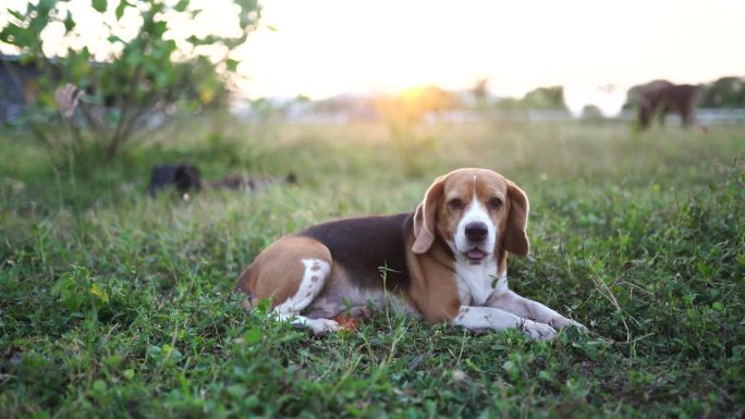 一只可爱的三色小猎犬躺在草地上，狗在日落时分守护奶牛，4k。