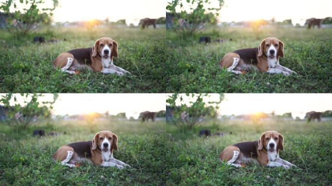 一只可爱的三色小猎犬躺在草地上，狗在日落时分守护奶牛，4k。