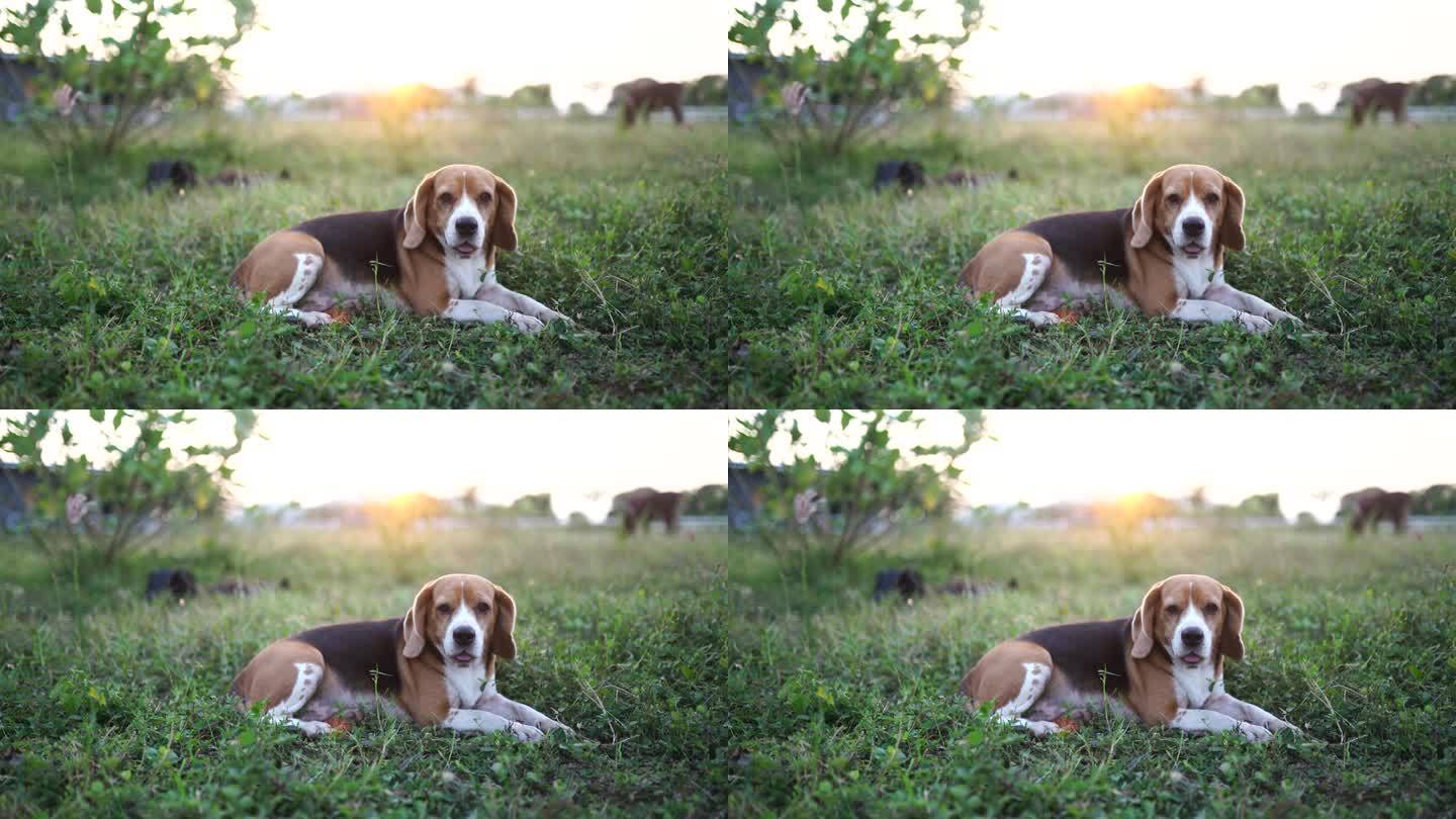 一只可爱的三色小猎犬躺在草地上，狗在日落时分守护奶牛，4k。