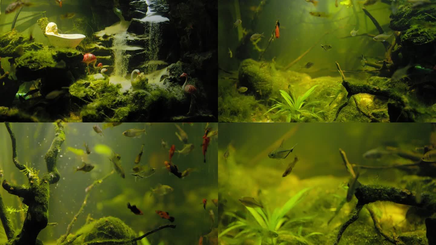 南美鱼缸热带雨林鱼缸流沙造景