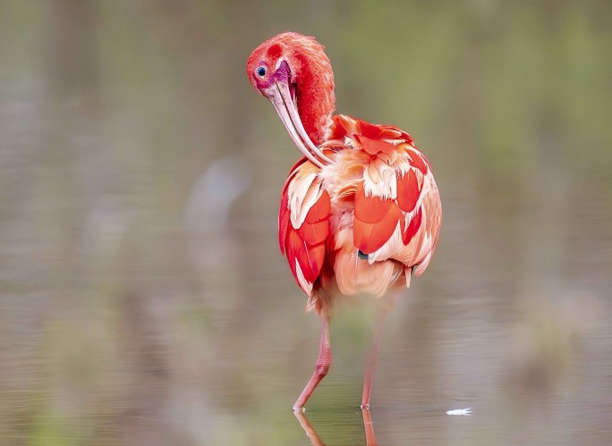 野生美洲红鹮现身南宁湿地悠然觅食