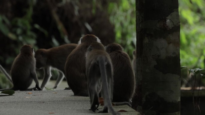 新加坡长尾猕猴科视频素材小猴猴子