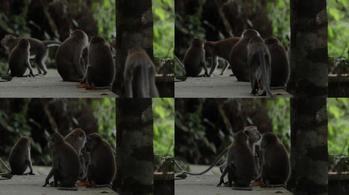 新加坡长尾猕猴科视频素材小猴猴子