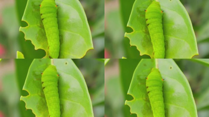 绿茶虫正在吃农业植物的叶子。