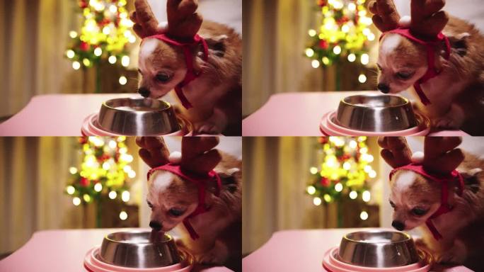 狗在圣诞夜舔盘子里的牛奶