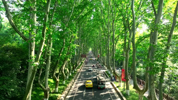 南京夏日中山陵梧桐大道航拍小火车