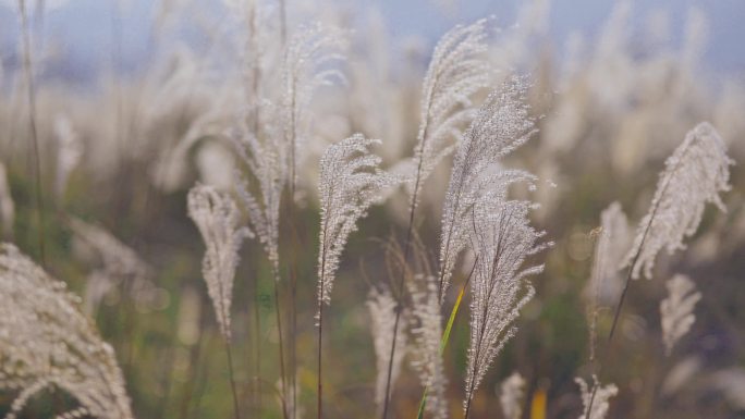 4K实拍芦苇野草茅草秋天秋季