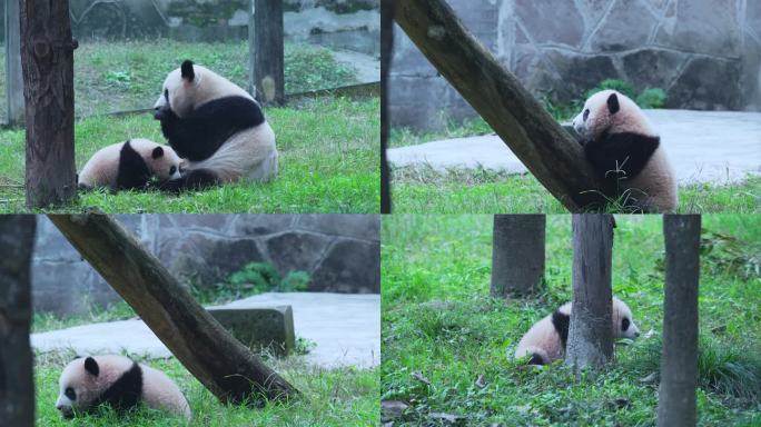 大熊猫妈妈带宝宝