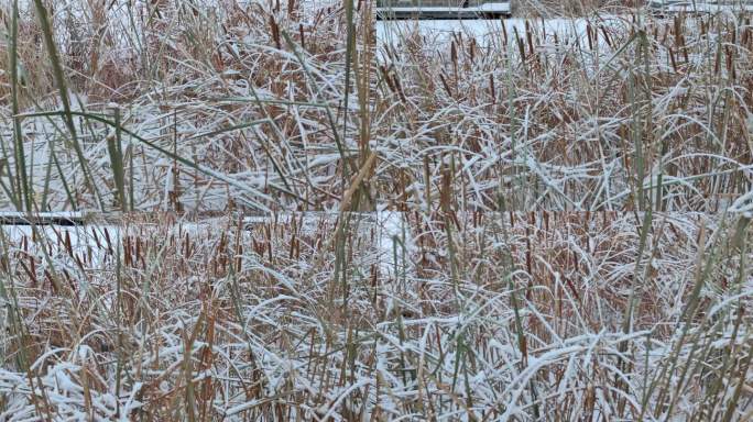 池塘 水草 枯草 落雪 雪景