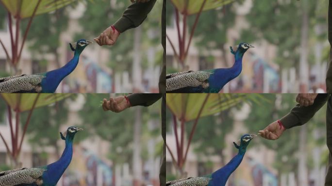 在公园里，雄孔雀用手喂食松散的孔雀的特写镜头。浅的焦点