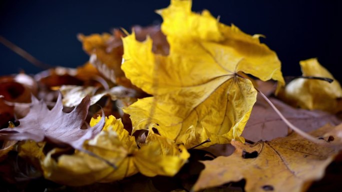 一个迷人的漩涡在丰富的黄色，棕色和橙色的秋叶，在柔和的光线下设置在黑暗的背景。