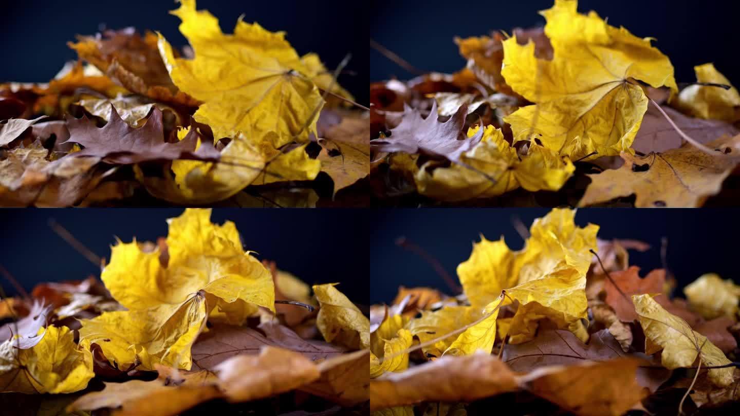 一个迷人的漩涡在丰富的黄色，棕色和橙色的秋叶，在柔和的光线下设置在黑暗的背景。