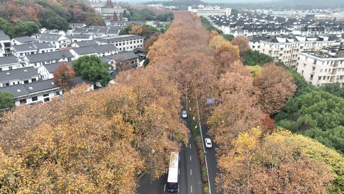 浙江杭州城市道路马路梧桐树秋天黄叶原素材