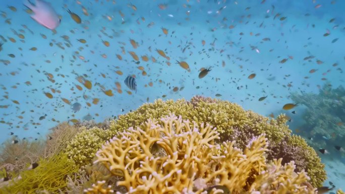 珊瑚鱼。海洋生物的海洋世界。鱼礁海生。色彩斑斓的水下海景。海底世界，海鱼。