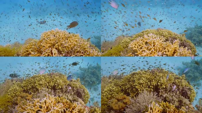珊瑚鱼。海洋生物的海洋世界。鱼礁海生。色彩斑斓的水下海景。海底世界，海鱼。