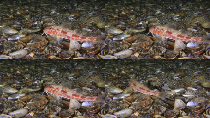 红鲻鱼盖着贝壳躺在底部，然后离开框架。