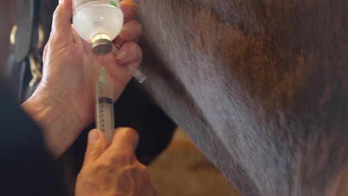 兽医在动物医院用大注射器从玻璃瓶中抽取液体给马注射药物