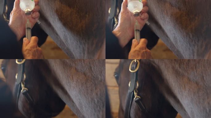 兽医在动物医院用大注射器从玻璃瓶中抽取液体给马注射药物