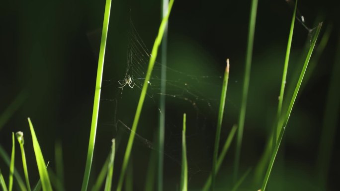微风中，一只小蜘蛛紧紧抓着挂在草叶间的纤细的网。一个特写视频。循环。