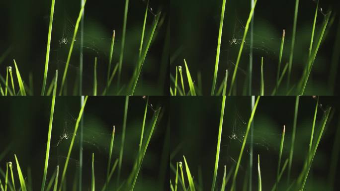 微风中，一只小蜘蛛紧紧抓着挂在草叶间的纤细的网。一个特写视频。循环。