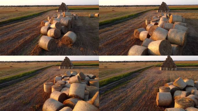 夕阳初升时，田地里许多扭成一捆的干麦秆。收获后散落成捆的稻草卷在田野上。田园风光，田园风光