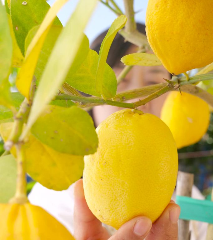 黄柠檬 柠檬 四川安岳柠檬
