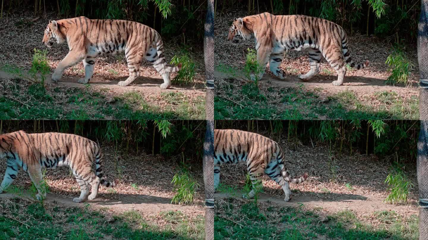 老虎在动物园里慢动作行走