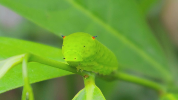 绿茶虫正在吃农业植物的叶子。
