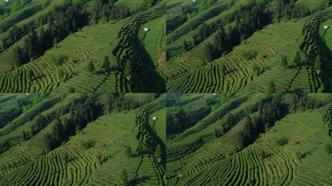 航拍四川茶山梯田