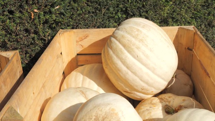 秋季市场上许多成熟的大白南瓜装在木箱里。
