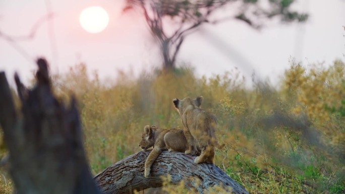 两只小狮子在树上玩耍