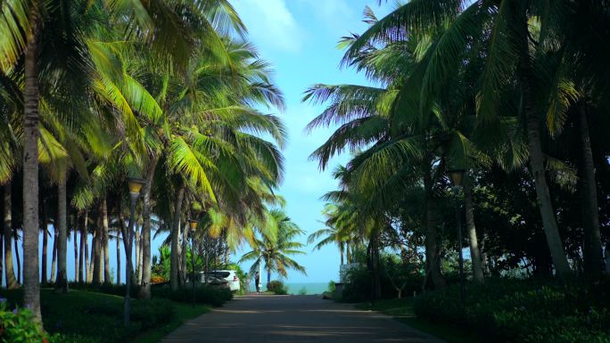 海边椰子树林椰子树
