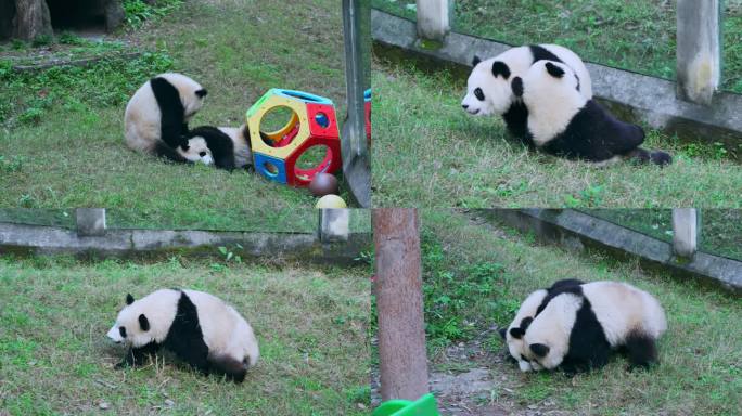 大熊猫玩耍打闹