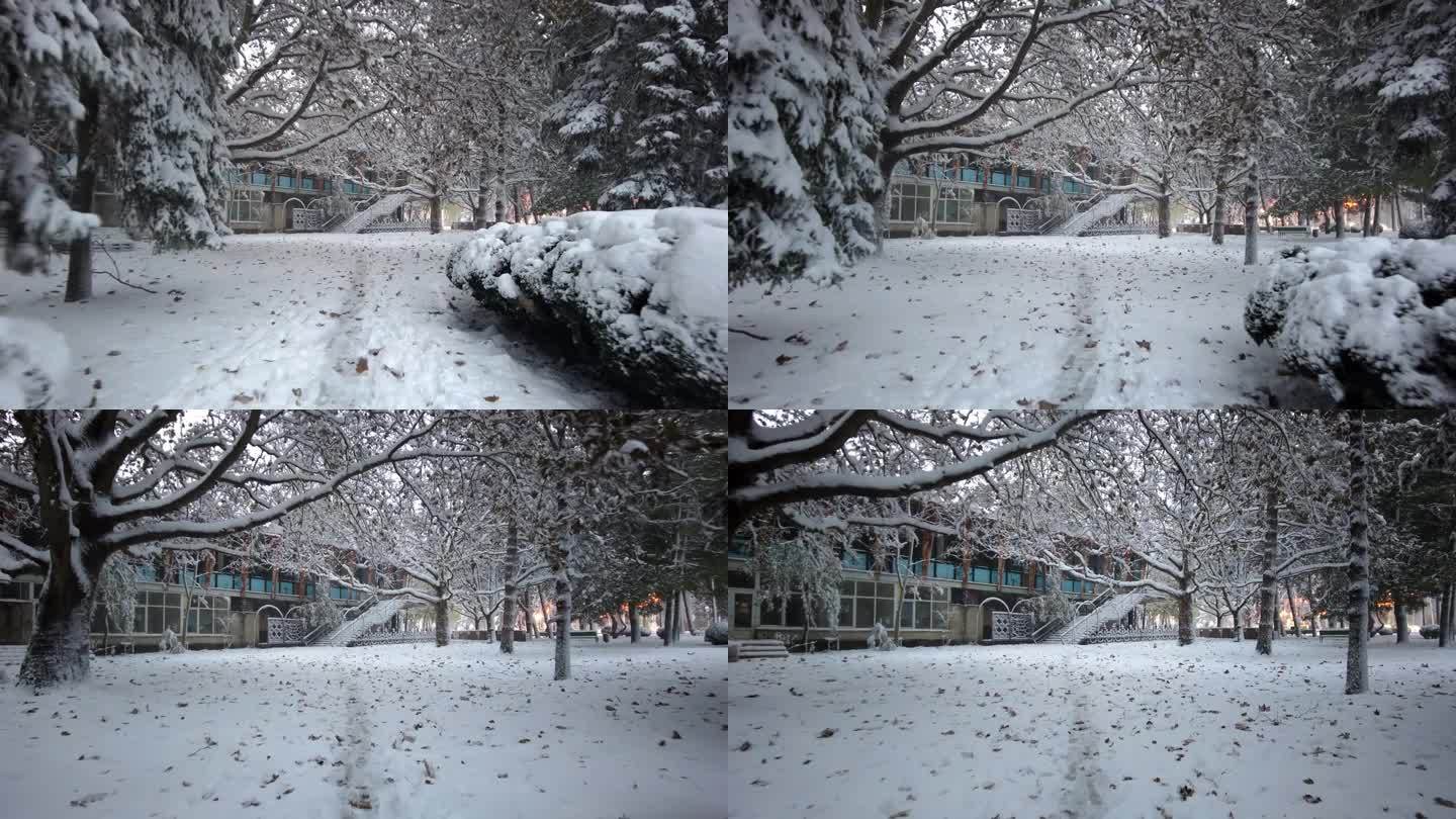 基希讷乌中央公园覆盖着白雪和松树