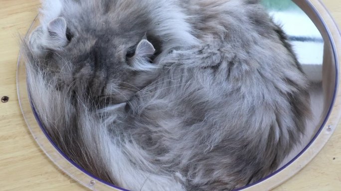 一只可爱的白灰黑相间的西伯利亚猫蜷着身子睡觉。