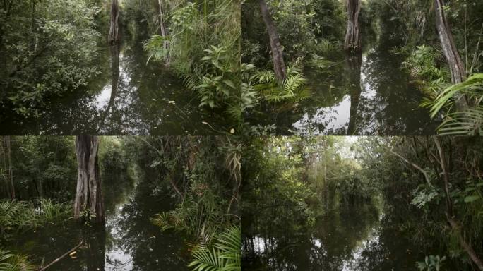 在亚马逊雨林沼泽中的植物和树木，手持向上倾斜