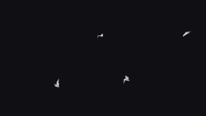 白海鸥鸟-飞越屏幕- II -阿尔法频道
