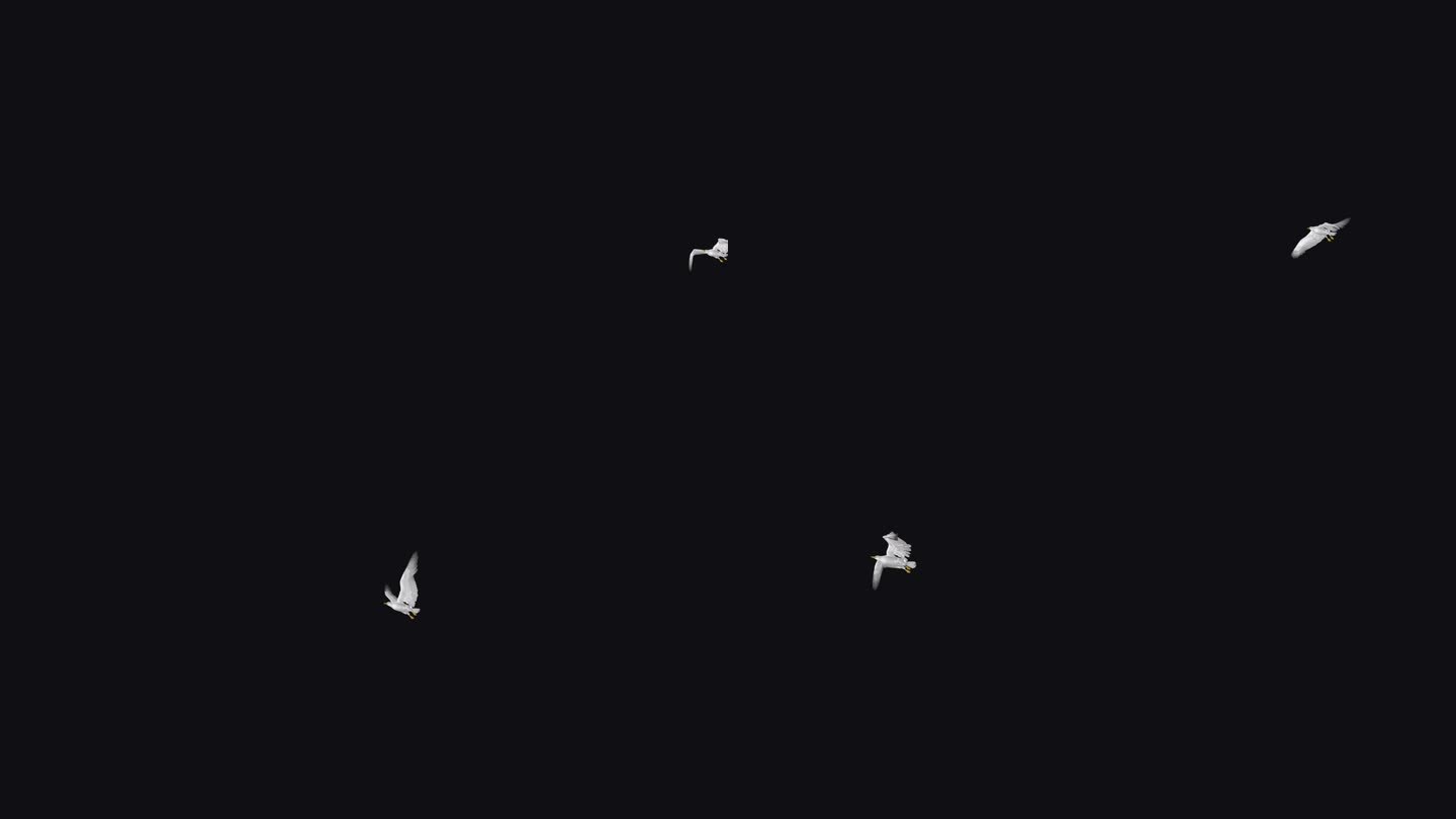 白海鸥鸟-飞越屏幕- II -阿尔法频道
