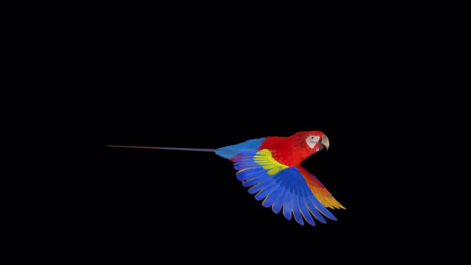 鹦鹉鸟-猩红金刚鹦鹉-飞行环-侧面视图近距离