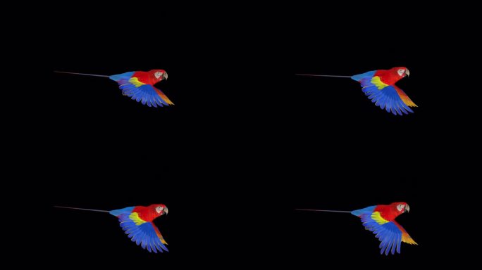 鹦鹉鸟-猩红金刚鹦鹉-飞行环-侧面视图近距离