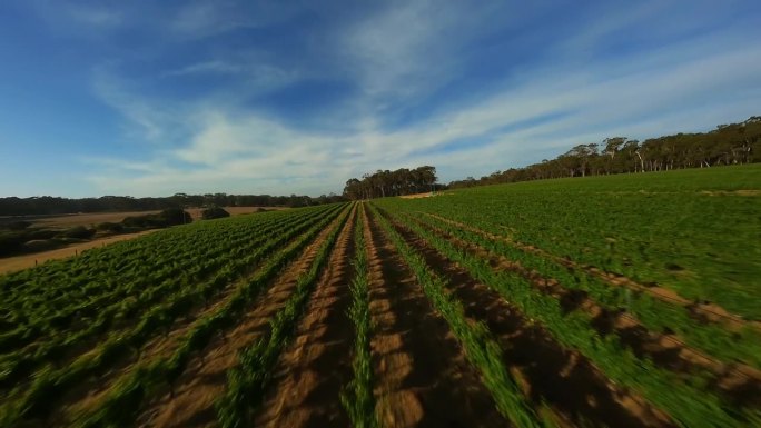 澳大利亚的葡萄园。无人机拍摄的视频。