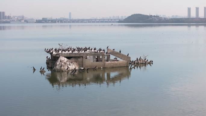 武汉江夏汤逊湖里的黑鸬鹚候鸟