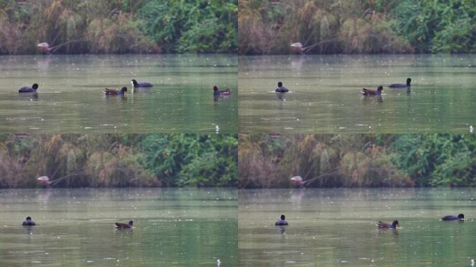 湖水中觅食的鸭子