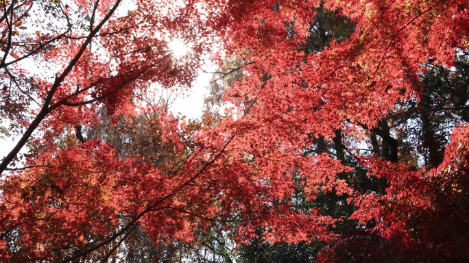 阳光穿透树叶 秋天唯美红叶红枫光影