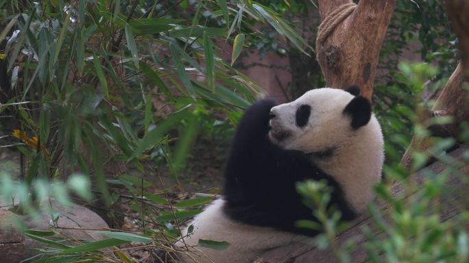 大熊猫吃竹子