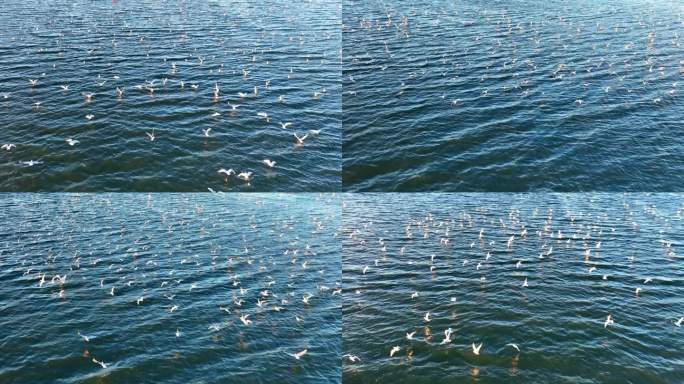 湖面上海鸥飞行翱翔