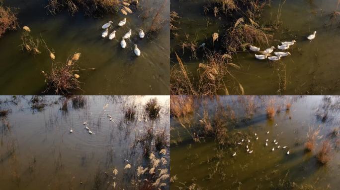 冬天湿地里戏水的鸭子